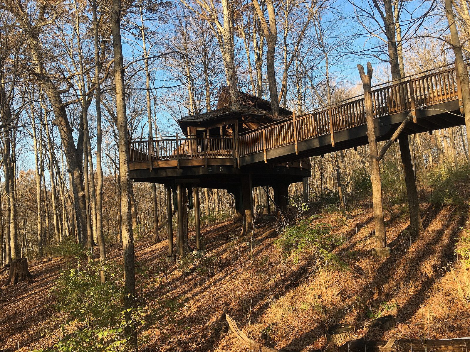 Canopy Treehouse